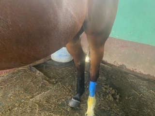 Kruse Bandage Demo 1